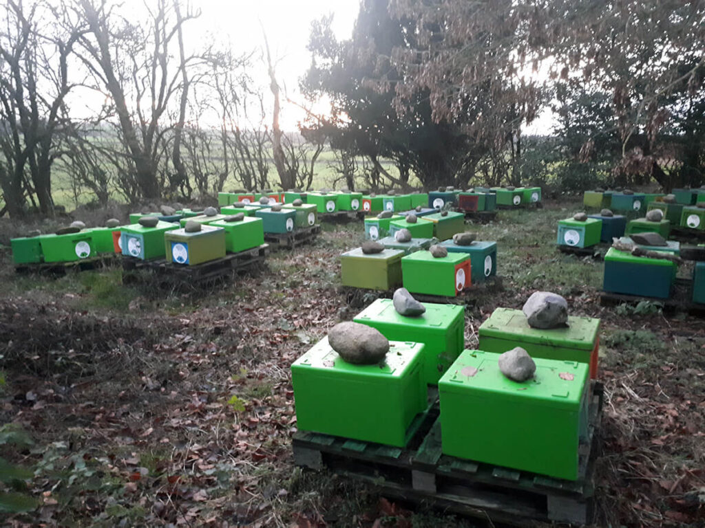 A winter group of Nucs ready for spring